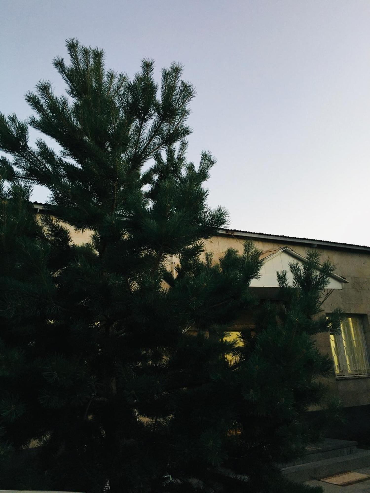 Dream House